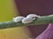 Three female cochineals Dactylopius coccus