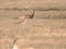 Three female lions feeding on a carcass at serengeti np