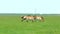 Three female Przewalski horses grazing in the steppe