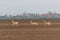 Three female roe deer walk across crop field. Capreolus capreolus