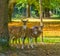 Three female spotted axis deers standing behind a tree and looking curious