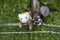 Three ferrets pet in playpen ooutdoor on the grass in summer morning