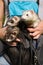 Three ferrets resting in soft pouch between running in summer park