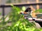 Three finch birds in bird bath in aviary