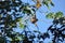 Three-fingered sloth, hanging from a tree in a jungle in Central America. Panama