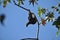 Three-fingered sloth, hanging from a tree in a jungle in Central America. Panama