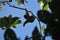 Three-fingered sloth, hanging from a tree in a jungle in Central America. Panama