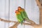 Three Fischer`s Lovebird, agapornis fischeri sitting on a branch of tree, selective focus