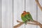 Three Fischer`s Lovebird, agapornis fischeri sitting on a branch of tree, selective focus