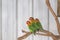 Three Fischer`s Lovebird, agapornis fischeri sitting on a branch of tree, selective focus