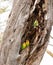 Three Fischer`s lovebirds in a tree trunk