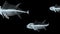 Three fish skeletons swimming under the sea