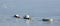 Three fishing boats in ice captive in sun shining day