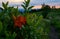 Three Flame Azalea Blooms at Sunrise