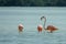Three flamingo`s in the water