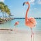 Three flamingos on the beach