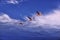 Three flamingos flying, Atacama desert, Chile.