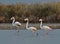 Three flamingos in the marsh