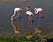 Three flamingos reflected in water, creating circular water wave