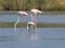 Three flamingos in Sardegna