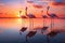 Three flamingos standing gracefully in the water, creating a serene and beautiful scene at sunset, A flock of flamingos standing