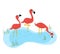 Three flamingos standing in the water