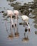Three Flamingos standing in water with beaks in the water with reflections