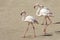 Three flamingos walk