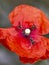 Three flies on a poppy flower