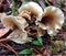 Three Flower-like Pink and White Funnel Mushrooms