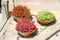 Three flower pots with begonia on the sidewalk in Italian city