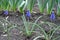 Three flowering Armenian grape hyacinths in April