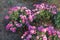 Three flowering bushes of pink Chrysanthemum in October