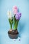 Three flowering hyacinth flowers in a bowl