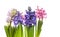 Three flowering hyacinth flowers , isolated