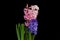 Three flowering hyacinths in one pot. Inflorescences of different colors. On a black background