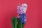Three flowering hyacinths in one pot. Inflorescences of different colors. On a coral background