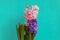 Three flowering hyacinths in one pot. Inflorescences of different colors. On a light green background