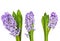 Three flowering lilac hyacinth flowers close up on white backgr