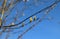 Three flowering male catkins from a goat willow tree Salix caprea. Flowering branch of pussy willow in the spring forest