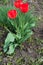 Three flowering tulips with red petals
