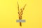 Three flowering willow branches on a yellow background with a gray rectangle for text, top view