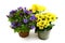 Three flowerpot of blue gentian and yellow chrysanthemums