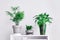 Three flowerpots with green plants standing on a shelf
