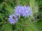 Three flowers of blue lettuce