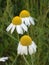 Three flowers of chamomile for a cup of tea
