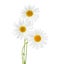 Three flowers of Chamomiles Ox-Eye Daisy isolated on a white background