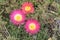 Three flowers of the Elandsvy