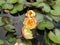 Three flowers floating on water in a lake