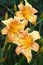 Three flowers of a hemerocallis.